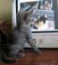 Grey the cat