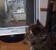 Razor the cat