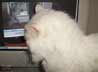 Angyal the cat