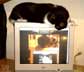 Rasqui the cat
