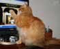Mario the cat