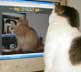 Mancha the cat
