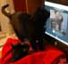 Nissa & Boots the cat
