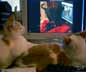Ansel & Eliot the cat