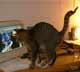 Lucky Oliver the cat