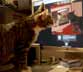 Bruno the cat
