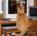 Peach the cat