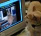 Miles the cat