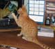 Merlin the cat