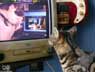 Castor the cat
