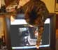 Oscar the cat