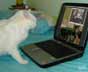 Sofia the cat