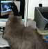 Dusty the cat