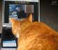 Javier the cat