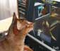 Thot the cat