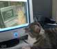 Tommy the cat