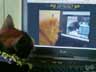 Teheteha the cat